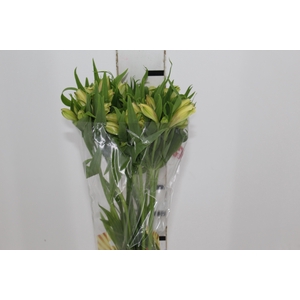 ALSTROEMERIA BOA VISTA 080 CM