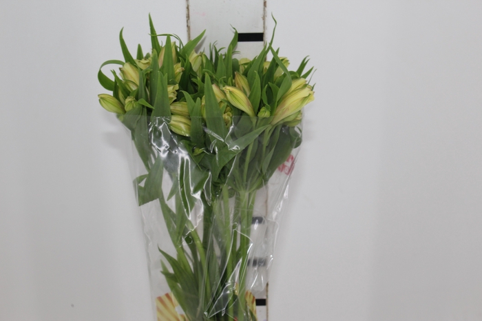 <h4>ALSTROEMERIA BOA VISTA 080 CM</h4>