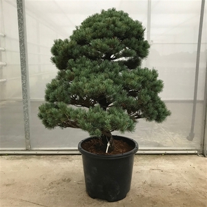 Pinus Parviflora Garden Tree 'E13' 39 cm (herkomst: Japan)