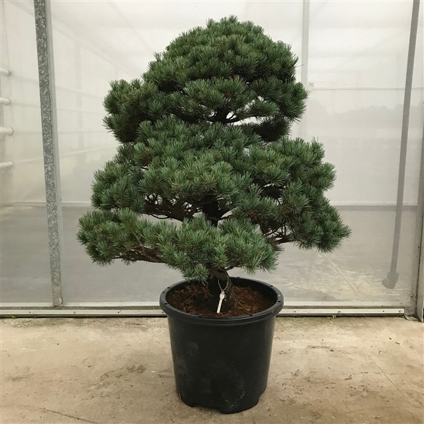 <h4>Pinus Parviflora Garden Tree 'E13' 39 cm (herkomst: Japan)</h4>