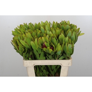 Leucadendron Rosette