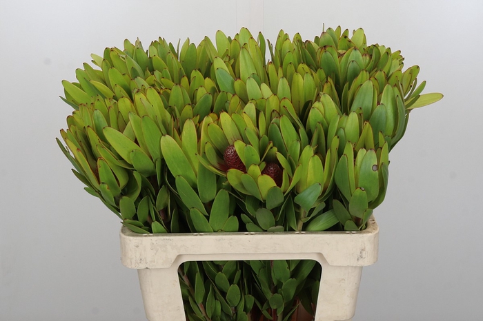 <h4>Leucadendron Rosette</h4>