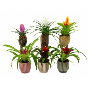 Bromelia Op Hout Bonami Gemengd Lacombe