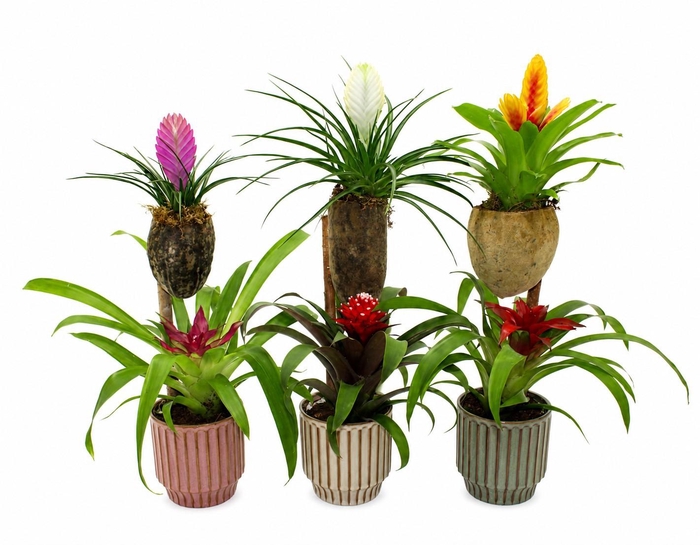<h4>Bromelia Op Hout Bonami Gemengd Lacombe</h4>