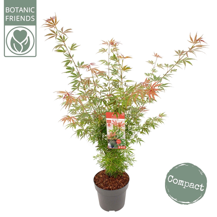 <h4>Acer palm. 'Jerre Schwartz'</h4>