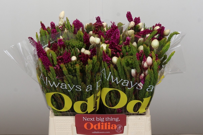 <h4>BQ Wild Flower</h4>