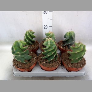 Cereus   ...