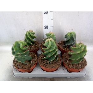 Cereus   ...