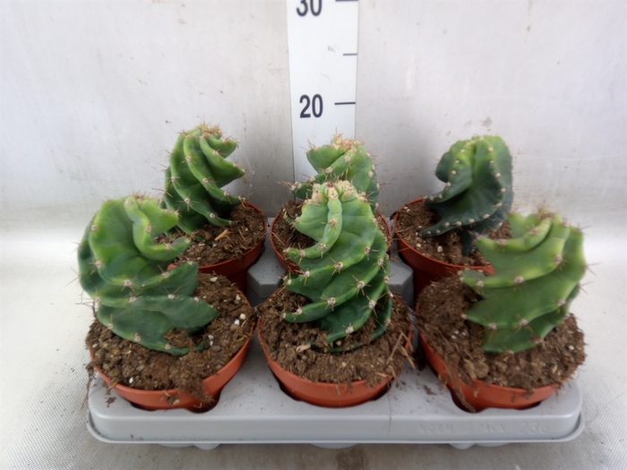 <h4>Cereus   ...</h4>