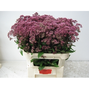 EUPAT PURPUREUM