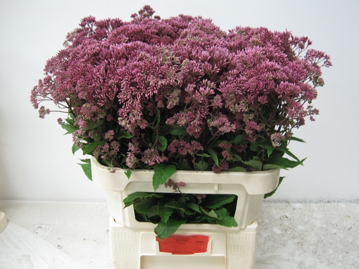 <h4>EUPAT PURPUREUM</h4>