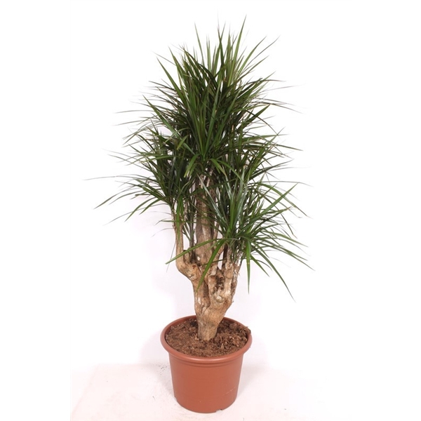 <h4>Dracaena marginata</h4>