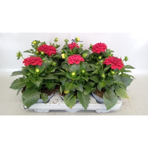Dahlia  'Dahlinova Hypnot Red'