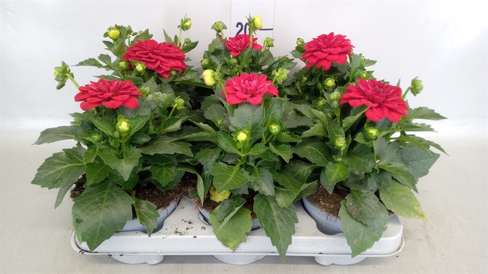 <h4>Dahlia  'Dahlinova Hypnot Red'</h4>