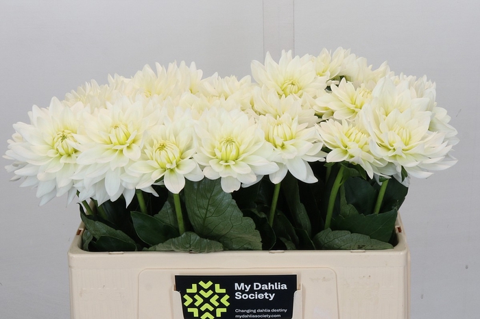 <h4>Dahlia Karma M. Zwaan</h4>