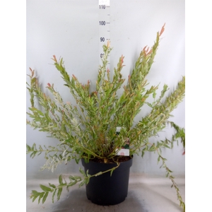 Salix integra 'Hakuro Nishiki'