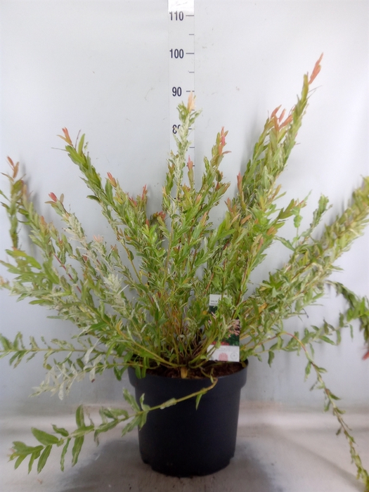 <h4>Salix integra 'Hakuro Nishiki'</h4>