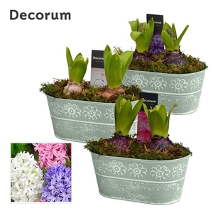 Arrangementen Hyacinthus 6%