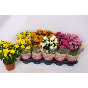 Chrysanthemum Indicum Grp gemengd 5 kleuren