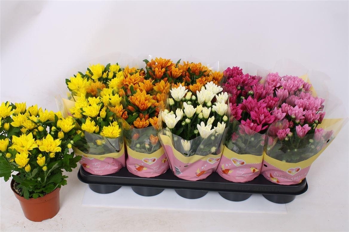 <h4>Chrysanthemum Indicum Grp gemengd 5 kleuren</h4>
