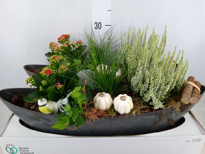 <h4>Arr.   Tuinplanten L%</h4>
