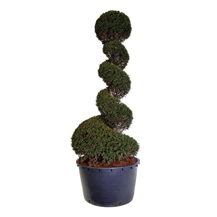 <h4>Taxus baccata</h4>