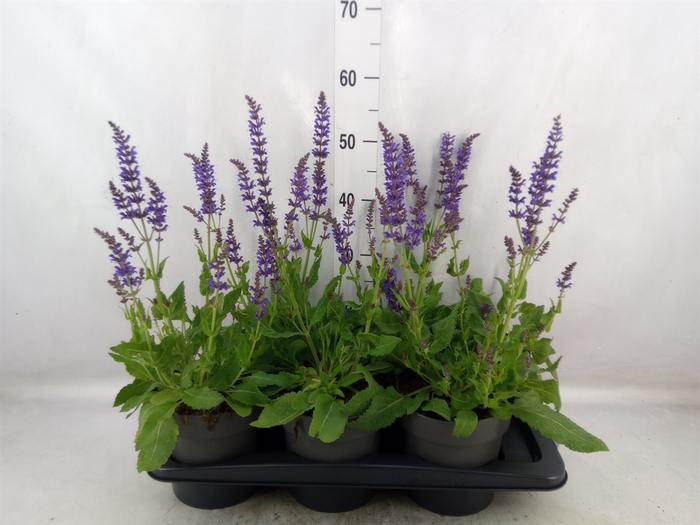 Salvia nemorosa 'Mainacht'