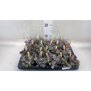 Tradescantia cerinth. 'Sweetness'