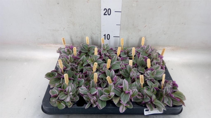 <h4>Tradescantia cerinth. 'Sweetness'</h4>