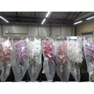 Phalaenopsis   ...mix