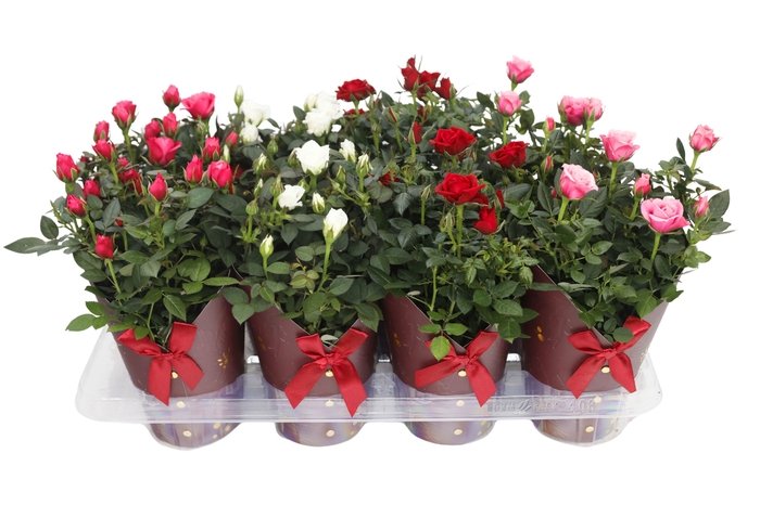 <h4>RO KORDANA GEM</h4>