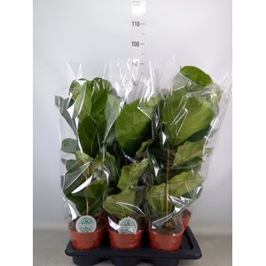Ficus lyrata