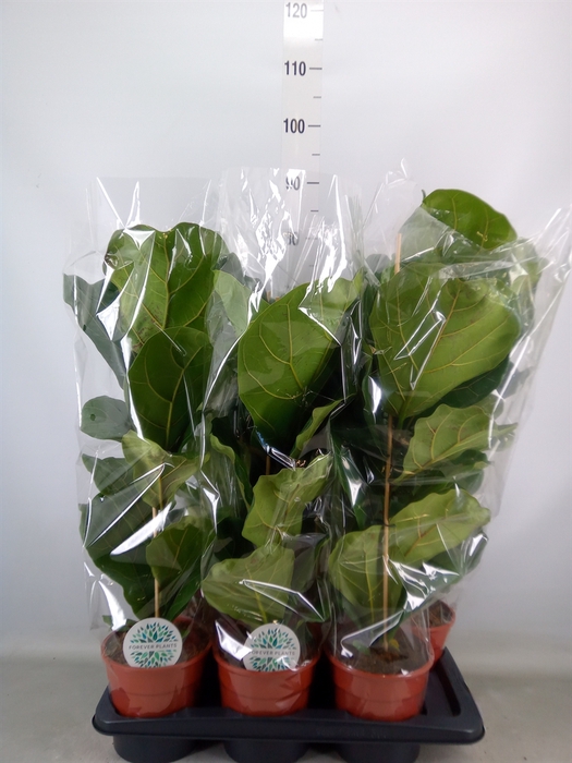 <h4>Ficus lyrata</h4>