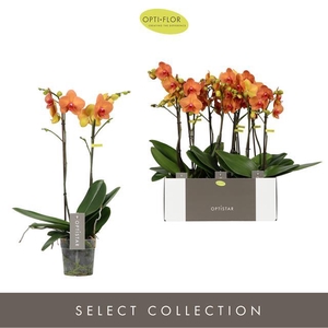 PHAL OPTI STAR ASIAN SUN 2 TAK