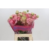 Ranunculus Roamnce Supreme Pink
