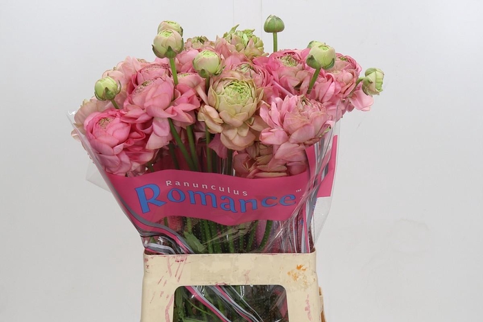 Ranunculus Roamnce Supreme Pink