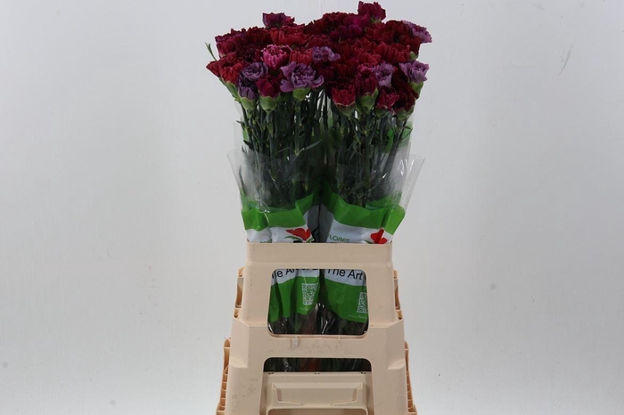 <h4>Di St Rainbow Vintage</h4>