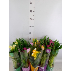 Zantedeschia   ...mix