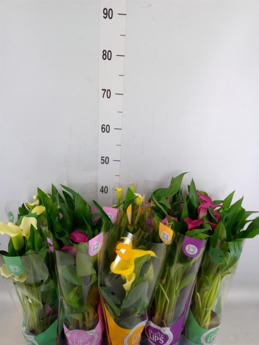 <h4>Zantedeschia   ...mix</h4>