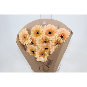 GERBERA CAFE DEL MAR < 050 CM > 10 CM DIAM