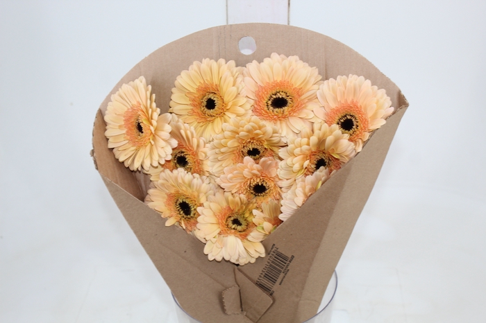 <h4>GERBERA CAFE DEL MAR < 050 CM > 10 CM DIAM</h4>