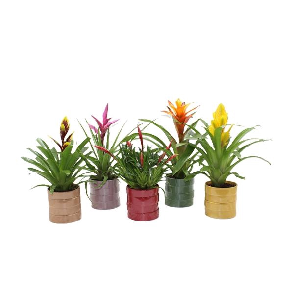<h4>Bromelia overig gemengd 10 soorten</h4>