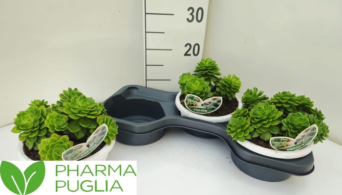 <h4>ECHEV PURPLE PEARL</h4>