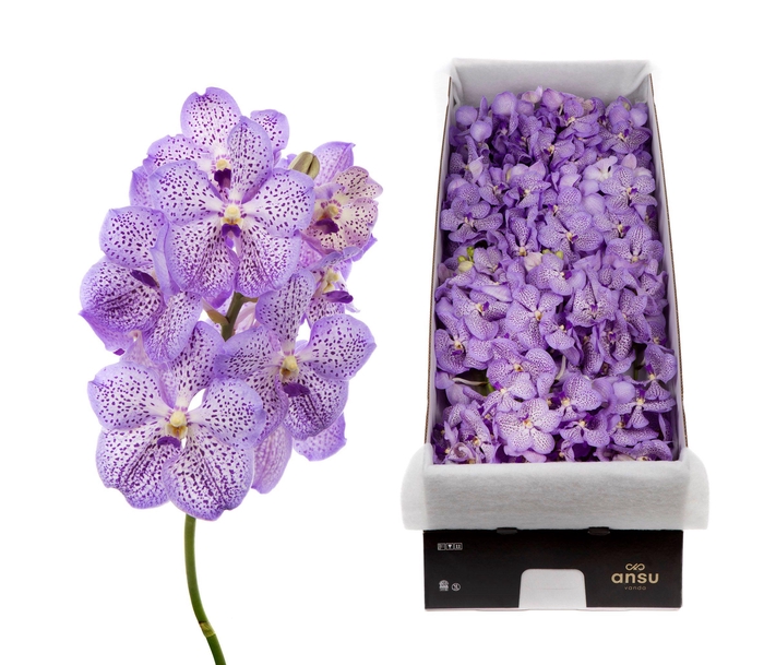 Vanda 16 tak Mauve Spot 755