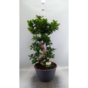 Ficus microcarpa 'Ginseng'