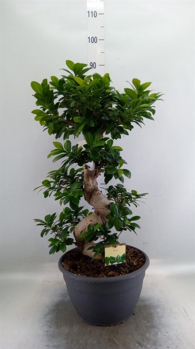 <h4>Ficus microcarpa 'Ginseng'</h4>