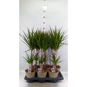 Dracaena marg.