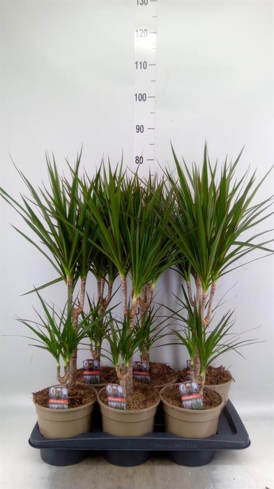 <h4>Dracaena marg.</h4>