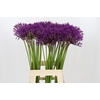 Allium Purple Rain