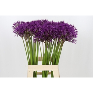 Allium Purple Rain